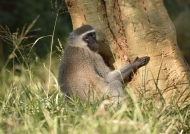 Vervet Monkey…
