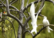 Fairy Tern love story