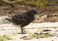 Sooty Tern chick