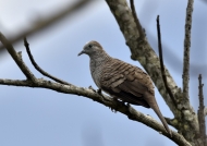 Barred Ground Dove