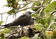 Lesser Noddy with chick