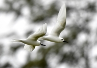 Fairy Terns