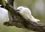 Fairy Tern – juvenile sleeping