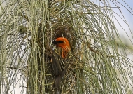 Male Fody nesting