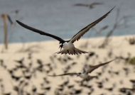 Sooty Tern colony