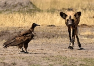 Hwange N.P. Hooded Vulture…
