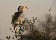 Sthrn Yellow-billed Hornbill