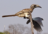 Grey Hornbill & Starling