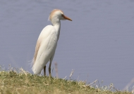 Cattle Egret – Breeding time