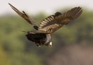Helmet Guineafowl in flight