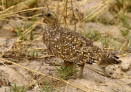 Double-banded Sandgrouse f.