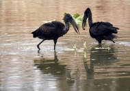 Open-billed Storks with snail