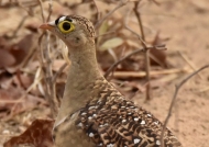 Double-banded Sandgrouse m.