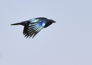 Blue-eared Starling with mud