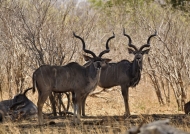 Greater Kudus looking at us