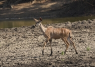 Greater Kudu –  Female