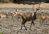 Greater Kudu –  male