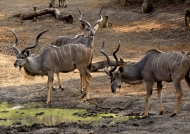 Greater Kudus – males