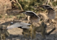 Helmet Guineafowls in flight