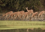 Group of Impalas – females