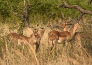Impalas hiding in the bush