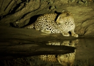 Leopard in the limelight…