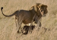 Lion hauling a young Buffalo