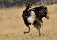 Ostrich – male