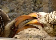 Hornbills – (2nd trip)