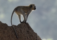Vervet Monkey(s)…