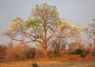 Wing Pod Tree in dry season