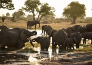 invites Elephants to gather…