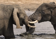 playing in a small waterhole