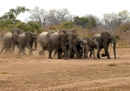 Herd of Elephants