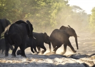 Elephants running at sunrise…