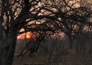 Bushfire at sunset