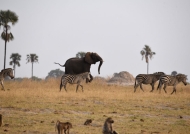 Elephant & Zebras strolling…