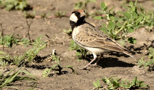 Fischer’s Sparrow-lark