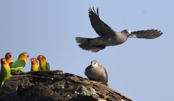 Lovebirds/ring-necked doves