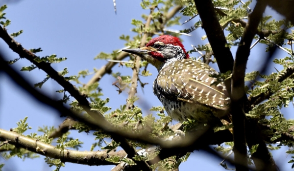 Nubian Woodpecker – male