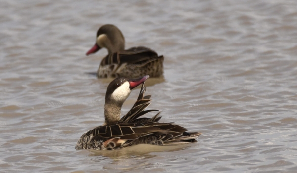 Red-billed Teals – couple