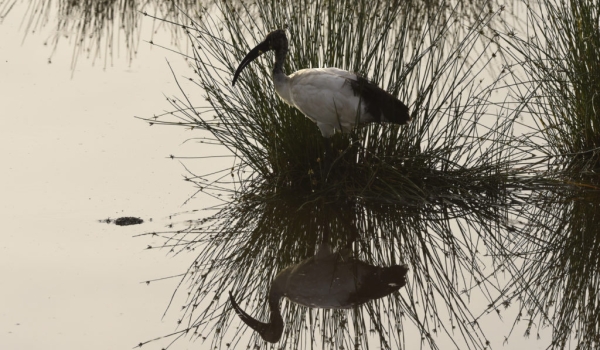 Sacred Ibis fishing