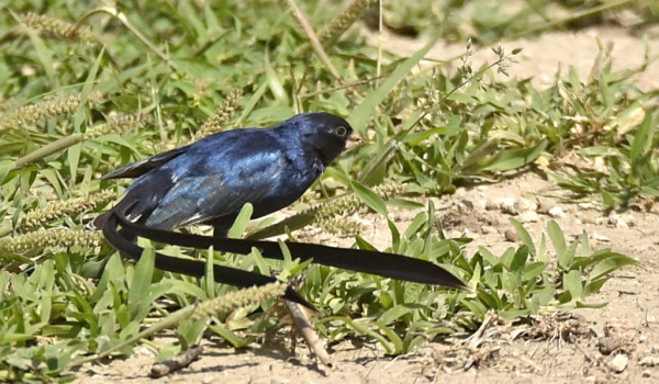Steel-blue Whydah – br male