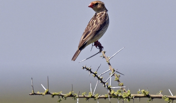 Straw-tailed Whydah-female