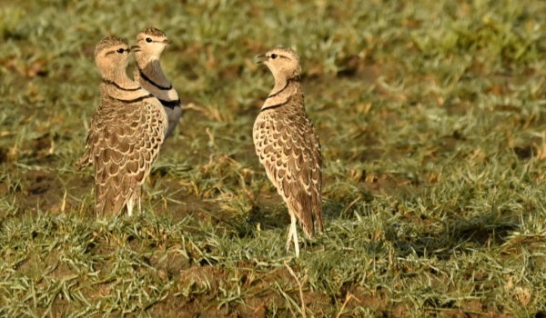 Two-banded Coursers