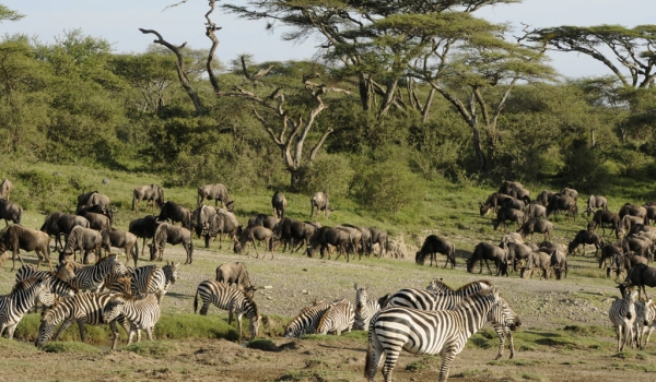 Wildebeests and Zebras