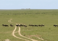 Crossing the Ndutu Plains