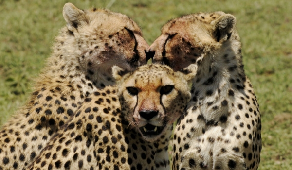 Friendly Cheetahs