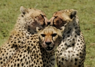 Friendly Cheetahs