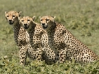 Cheetahs & cubs